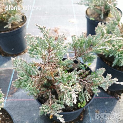 Хвойна Блу Чип, Juniperus hor. Blue Chip , снимка 8 - Градински цветя и растения - 39298508