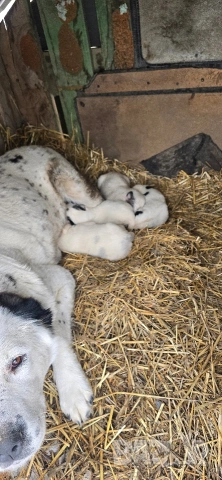 Алабай, снимка 8 - Други - 53196094