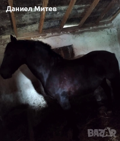 жребец, снимка 5 - Коне - 52481882