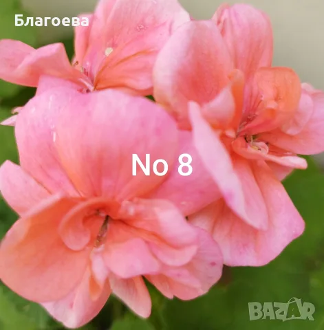 Комплект Мушкато 10 бр - 7 цвята- 15 €, снимка 5 - Стайни растения - 54010380