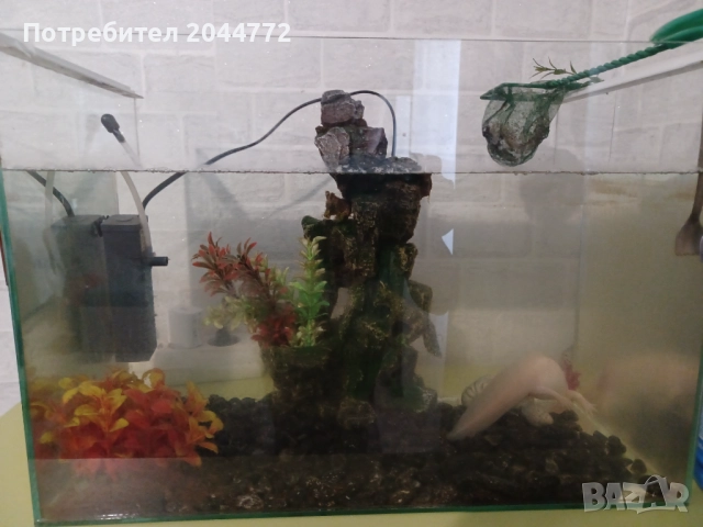 Акселотъл ,воден гущер, снимка 3 - Други животни - 52863934