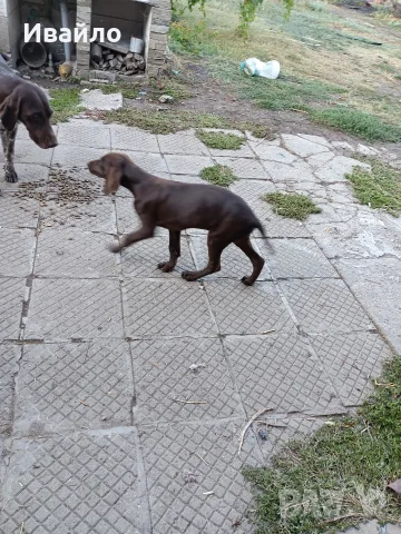 Продавам женски Курцхаар 