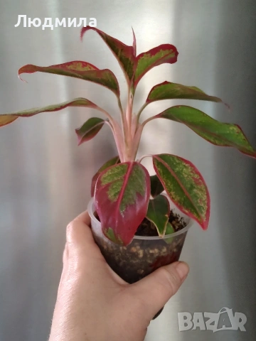 Аглаонема 'Крит'/ aglaonema Crete, снимка 2 - Стайни растения - 54311211