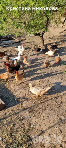 Мускусни патици, юрдечки, яйца