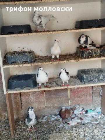 Гълъби пазарджишки високолетачи, Ловени чужди, снимка 6 - Гълъби - 47554142