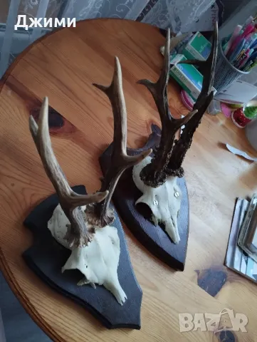 трофеи от сръндак, снимка 3 - Антикварни и старинни предмети - 48932013