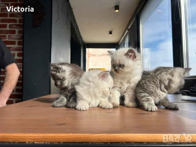 британски котета, снимка 8 - Британска късокосместа - 53887530