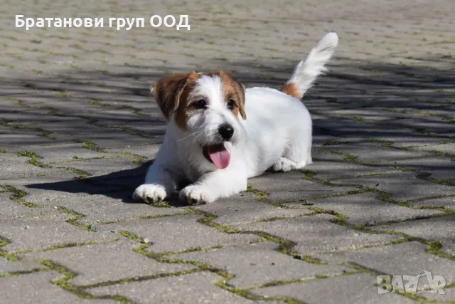 Джак Ръсел териер с родословие., снимка 7 - Джак ръсел териер - 49411595