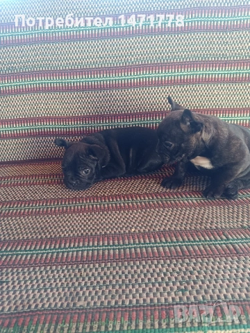 Френски булдог , снимка 10 - Френски булдог - 53188378