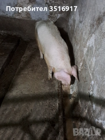 Продавам прасе