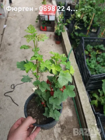 Касис - Разсад , снимка 8 - Разсади - 37551919