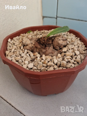 Сукуленти само за ценители, снимка 3 - Стайни растения - 35248161