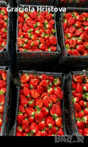 Продавам разсад ягоди , снимка 8 - Сортови семена и луковици - 54365234