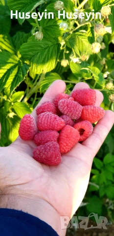 Расад Малини и Къпини без бодли, снимка 5 - Разсади - 52165658