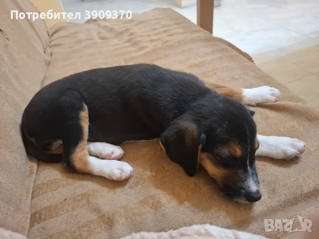 Подарявам уникален сладур, снимка 4 - Други - 56479002