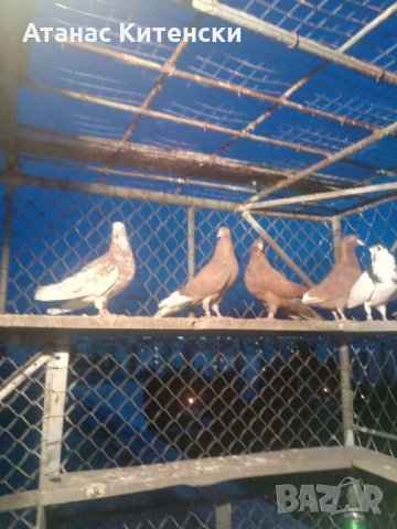 Гълъби високолетачи ПАЗАРДЖИШКИ !
