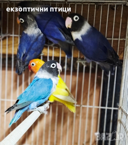 Продавам Неразделки 