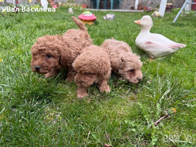 Той пудел / Toy poodle, снимка 5 - Пудели - 54183822