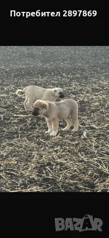 Кангали Женски Чистокръвни