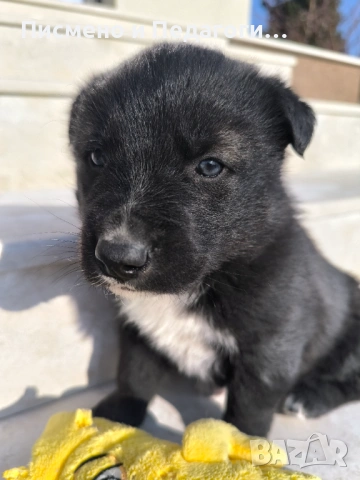 Малка госпожица търси дом, снимка 4 - Други - 53905249