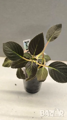 Сортови колерии, снимка 4 - Градински цветя и растения - 50887877