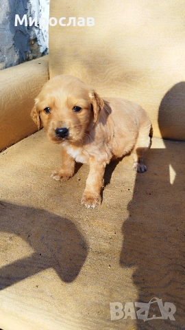 Мъжки кокер шпаньол , снимка 3 - Кокер шпаньол - 53130436