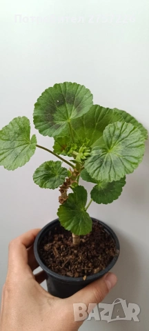 Pelargonium Mallorca , снимка 2 - Стайни растения - 54212714