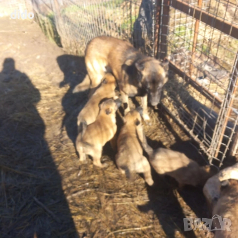 Продавам белгийски овчарки/малиноа, снимка 2 - Белгийска овчарка - 53276339