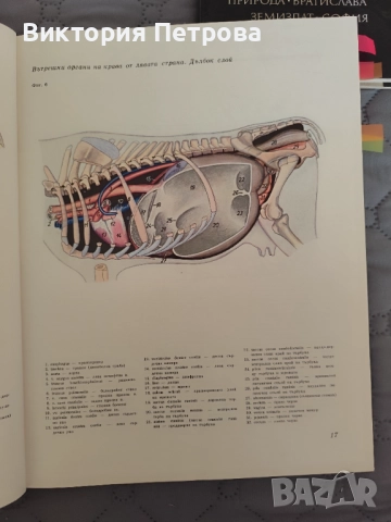 Атлас по топографска анатомия на селскостопанските животни Том 1, 2 и 3, снимка 10 - Специализирана литература - 52815137