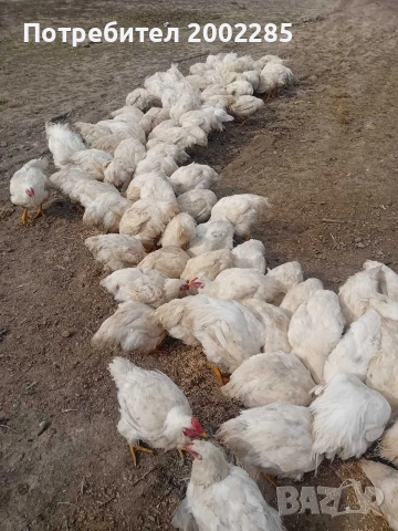 бройлери порода Росс 308, снимка 4 - Кокошки и пуйки - 53995333