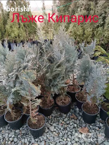 Туя(Смарагд, Фастигията и Ауреа Нана) и кипарис(леилянди, лъже и лимонов) , снимка 5 - Градински цветя и растения - 45443938