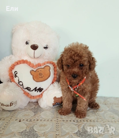 Той пудел момченца