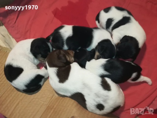 ДЖАК РЪСЕЛ-250ЛВ ЗА СЛАДКО КУТРЕ ПО ИЗБОР 2608251751, снимка 4 - Джак ръсел териер - 51499283