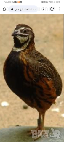 Арлекин пъдпъдък, снимка 2 - други­ - 52924120