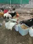 продавам кокошки и петли, снимка 4