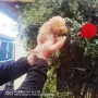 Продава се мини Пудели, снимка 4