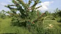 овощна градина село Узунджово, снимка 5