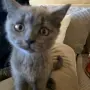 Шотландска клепоуха , снимка 3