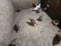 Фазани.                 ., снимка 3