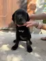 Продавам кученца Кане Корсо, снимка 1
