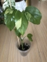 Rhaphidophora Tetrasperma Albo Variegata , снимка 2