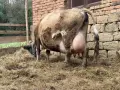Продавам БРГ крава , снимка 4
