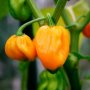 Корен за екзотично люти чушки оранжево хабанеро, снимка 1