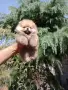 Мъжки мини Померан. , снимка 5