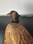 Препариран Фазан , снимка 5