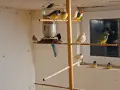 Гулдови Амадини!, снимка 9