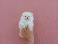 Померани. Бели момчета и момичета. , снимка 4