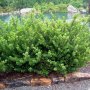 Илекс, Ilex crenata 'Convexa' , снимка 4