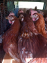 продавам кокошки носачки lomon Braun на една година, снимка 1 - Други стоки за животни - 44933781