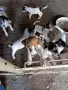 куче 🐕 Джак Ръсел , снимка 13